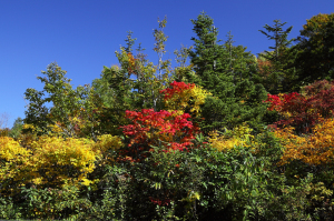 autumn leaves