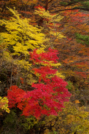 autumn leaves in the Naruko dam
