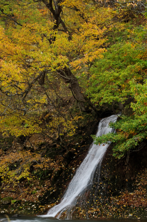 autumn leaves and water fall